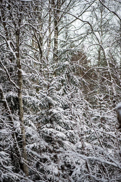 Malowniczy Widok Snowy Puszczy Zimowe Wieczory — Zdjęcie stockowe