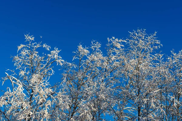 Vue Panoramique Sur Forêt Enneigée Jour Hiver — Photo