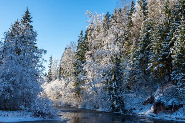 Vista Panoramica Della Foresta Innevata Nella Giornata Invernale — Foto Stock