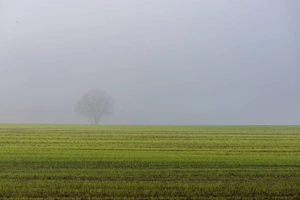 Vista Panorámica Niebla Mañana Sobre Prado —  Fotos de Stock