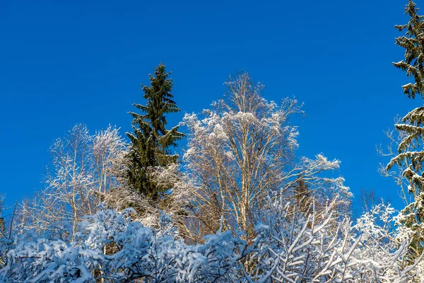 Vue Panoramique Sur Forêt Enneigée Jour Hiver — Photo