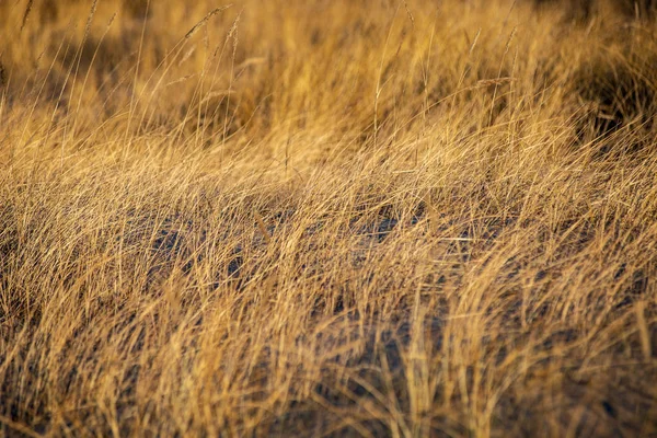 Slunce Odráží Suché Bents Trávu Pláži Při Západu Slunce — Stock fotografie