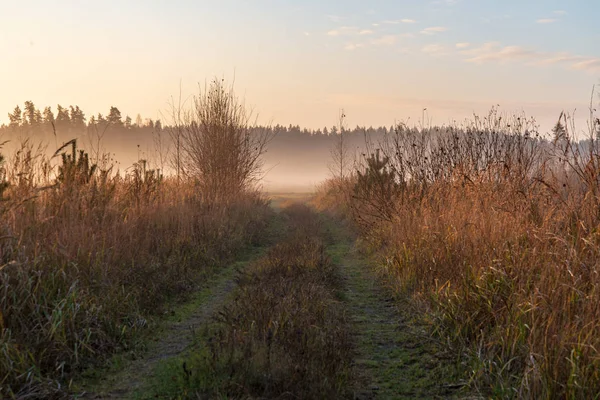 Scenic View Morning Mist Fog Meadow — Stock Photo, Image