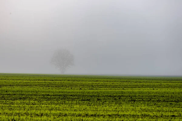 草原の朝霧霧の風光明媚なビュー — ストック写真