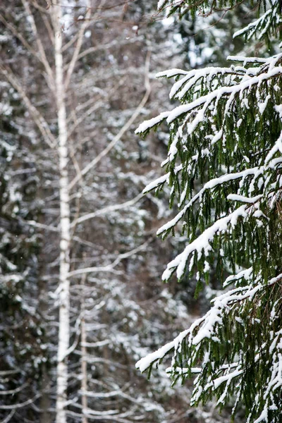 Живописный Вид Снежного Леса Зимний День — стоковое фото
