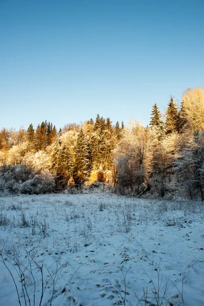 Vista Panorâmica Floresta Nevada Dia Inverno — Fotografia de Stock