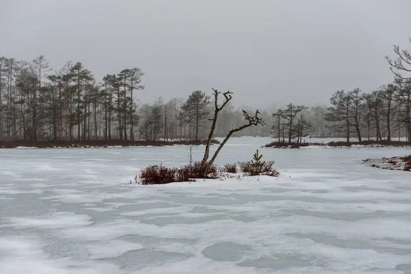 Schilderachtig Uitzicht Van Bevroren Bos Meer Mistige Winterdag — Stockfoto