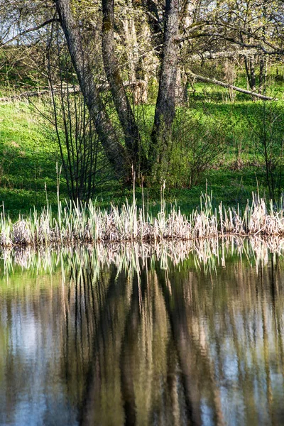 Живописный Вид Отражения Лесных Деревьев Озере Летний День — стоковое фото