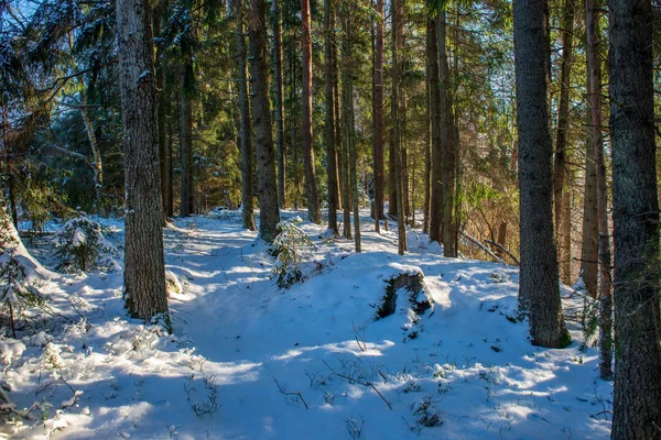 Malowniczy Widok Snowy Puszczy Zimowe Wieczory — Zdjęcie stockowe