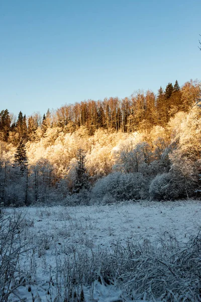 Vacker Utsikt Över Snöiga Skogen Vinterdag — Stockfoto