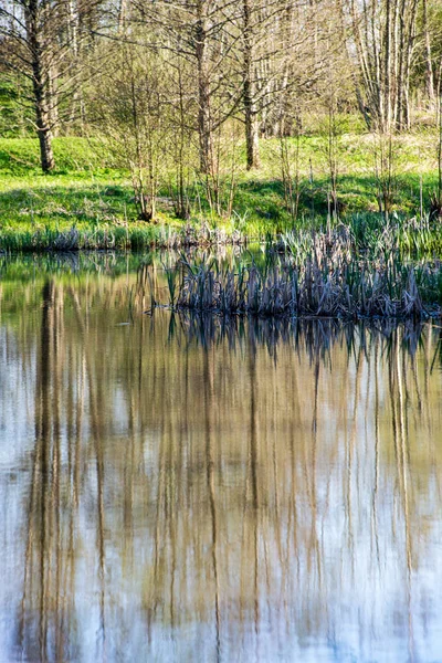 Vista Panorámica Los Árboles Forestales Reflexiones Lago Día Verano — Foto de Stock