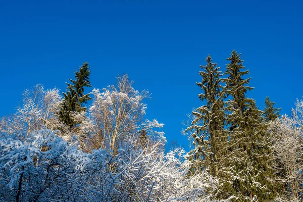 Scenic View Snowy Forest Winter Day — Stock Photo, Image