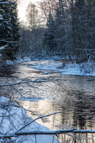 Vista Panorâmica Floresta Rio Amata Inverno Letónia — Fotografia de Stock