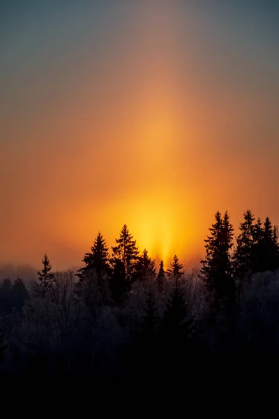 Piękny Widok Wschód Słońca Nad Śnieżna Zima Las — Zdjęcie stockowe