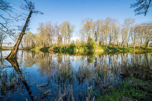 Malerischer Blick Auf Waldbäume Reflexionen See Einem Sommertag — Stockfoto