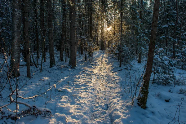 Téli Napon Havas Erdő Festői Kilátás — Stock Fotó