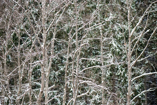 冬の日の雪に覆われた森林の美しい景色 — ストック写真