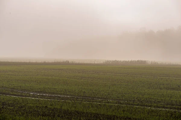在草地上的晨雾雾的风景 — 图库照片