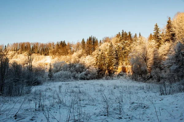 Vista Panorâmica Floresta Nevada Dia Inverno — Fotografia de Stock