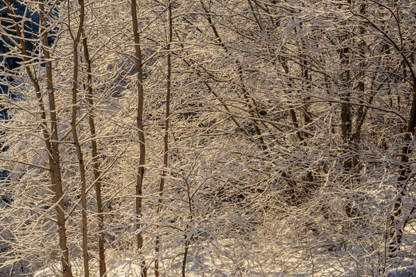 Vue Panoramique Sur Forêt Enneigée Jour Hiver — Photo