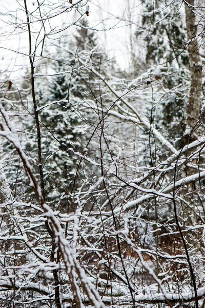 Vue Panoramique Sur Forêt Enneigée Jour Hiver — Photo