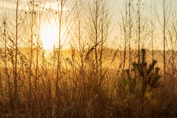 Malerischer Blick Auf Den Morgennebel Über Der Wiese — Stockfoto