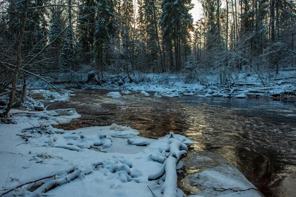 Vacker Utsikt Över Skogen Amata Floden Vintern Lettland — Stockfoto