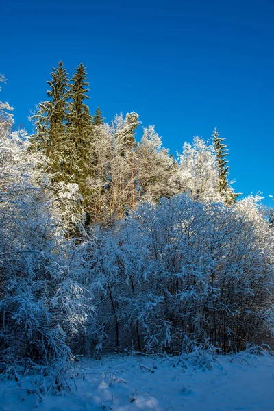 Scenic View Snowy Forest Winter Day Royalty Free Stock Photos