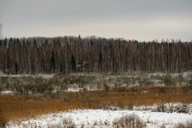kar kış ormanda doğal görünümünü