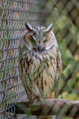 Kuru ağaç dalı Park kafeste oturan baykuş