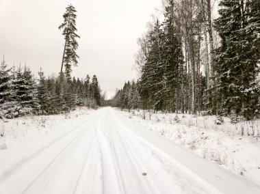 Yukarıda da görüleceği ormandaki karlı ağaçlar