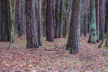 sonbaharda ıslak nemli orman manzaralı görünüm