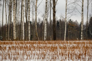 kar kış ormanda doğal görünümünü