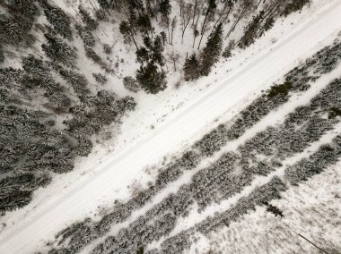Yukarıda da görüleceği ormandaki karlı ağaçlar