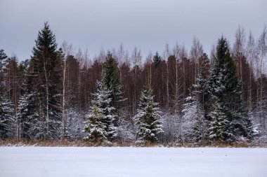kar kış ormanda doğal görünümünü
