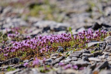 arka plan olarak kuru bitkilerin görünümü kapatın