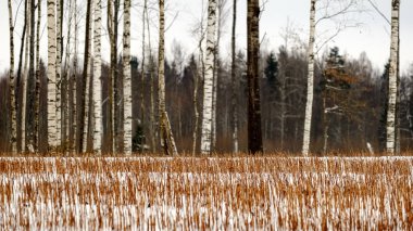 kar kış ormanda doğal görünümünü