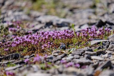 arka plan olarak kuru bitkilerin görünümü kapatın