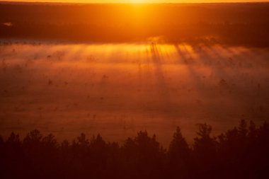 Sisin içinde ışık ışınları ile orman üzerinde renkli puslu gündoğumu