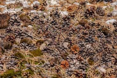 arka plan olarak kuru bitkilerin görünümü kapatın