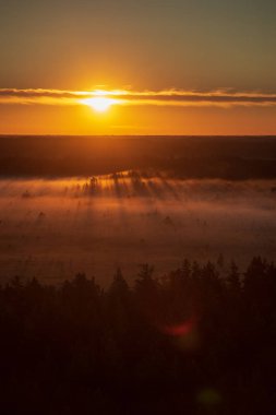 Sisin içinde ışık ışınları ile orman üzerinde renkli puslu gündoğumu