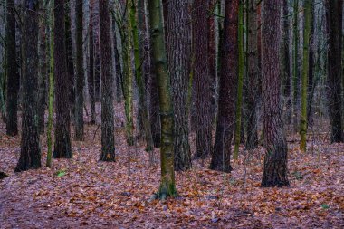 sonbaharda ıslak nemli orman manzaralı görünüm