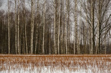 kar kış ormanda doğal görünümünü