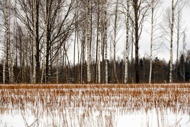 kar kış ormanda doğal görünümünü