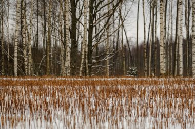 kar kış ormanda doğal görünümünü