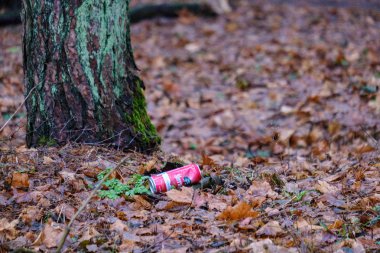 sonbaharda ıslak nemli orman çöpe