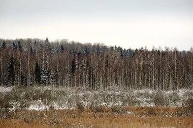 kar kış ormanda doğal görünümünü
