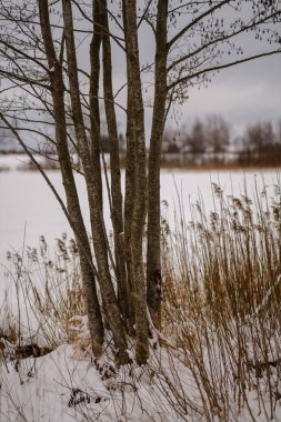 kar kış ormanda doğal görünümünü