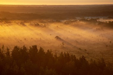 Sisin içinde ışık ışınları ile orman üzerinde renkli puslu gündoğumu