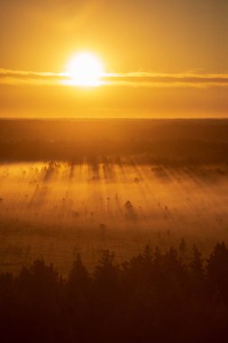 Sisin içinde ışık ışınları ile orman üzerinde renkli puslu gündoğumu